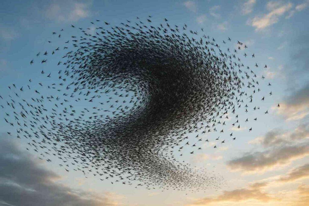 What is The Complex Adaptive Systems Mental Model